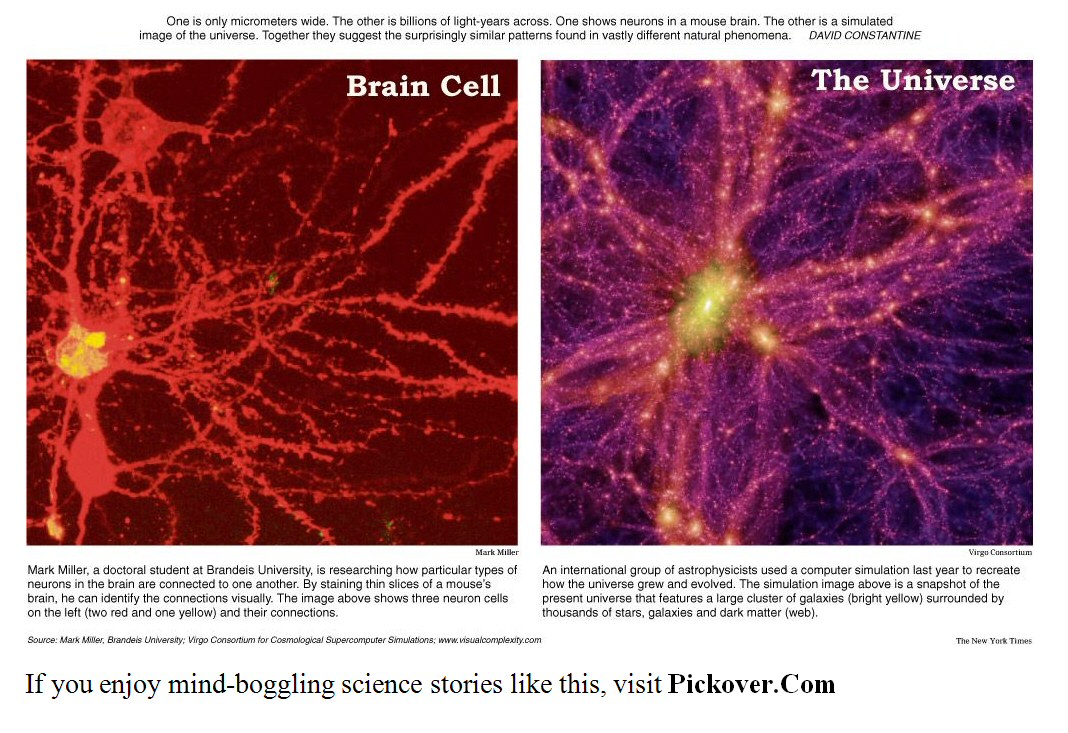 brain cell and the universe